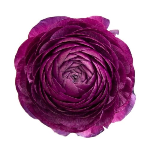 c791e9db-e8d6-48b2-b612-b0f969a0cd2e.jpg Ranunculus Violet rprima - Image 1