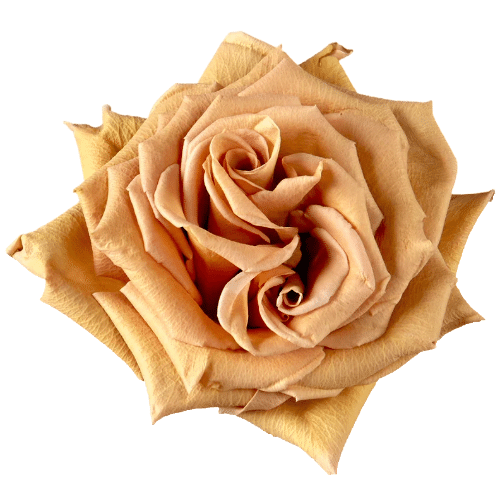 c796b29f-c42d-4782-a4f6-8177fc67c013.png Rose Toffee 50/60cm misty - Image 1