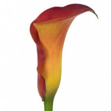 Calla Mango fresca -