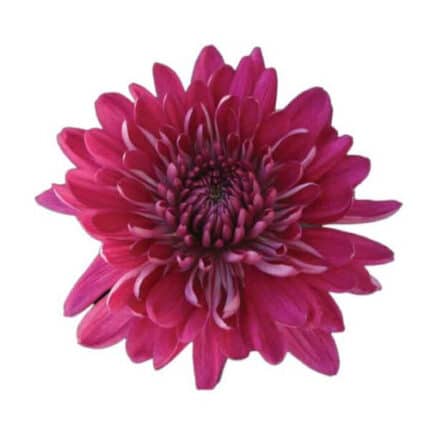Mum Cremon Purple Tornado cont
