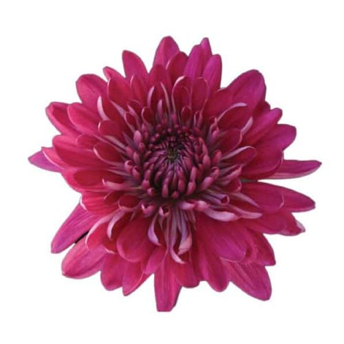 c7a92a55-e118-493b-a031-a3f1e07553ef.jpg Mum Cremon Purple Tornado cont - Image 1