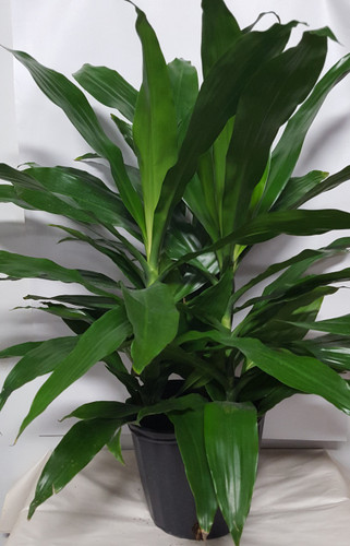 8" POTTED J. CRAIG