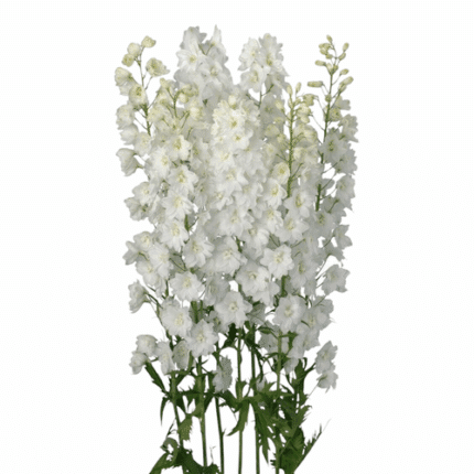 Delph Triton White 90cm f.c.