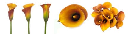 CALLAS safari holl