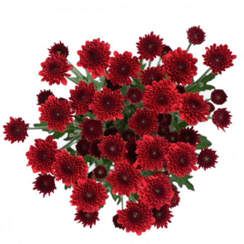 c7ce2e19-4a9e-47dd-895d-8c9bf9706edf.png Pom Button Red gdns - Image 1