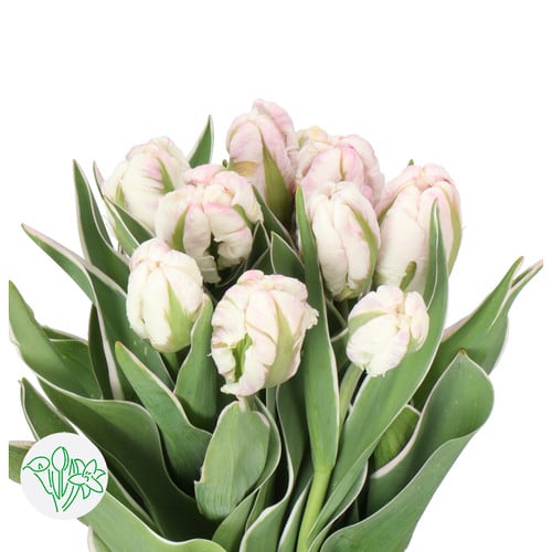 c7dbc01e-7679-4c8c-959b-cfcad5cda9a6.jpg Tulip Silver Parrot Des holl - Image 1