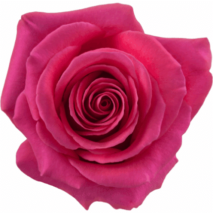 Rose Pink Floyd 70cm florecal