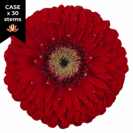 Gerpom WinWin Burgundy x 30 stems