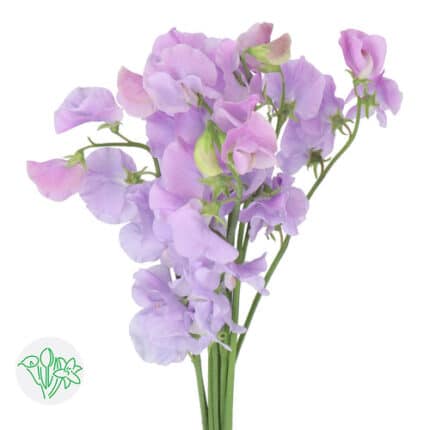 Sweet Pea Sumire choice lavend