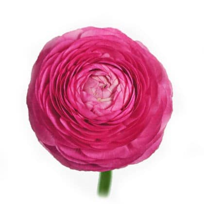 Ranunculus Hot Pink flboard