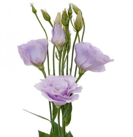Lisanthus Lavender Sel rio