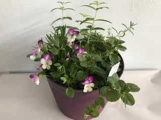 8" HERB GARDEN