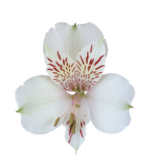 Alstro himalya bmark (white)