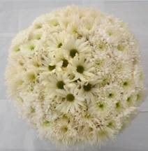Mum Disbud Fugi Jingle Bell (8case) gdn