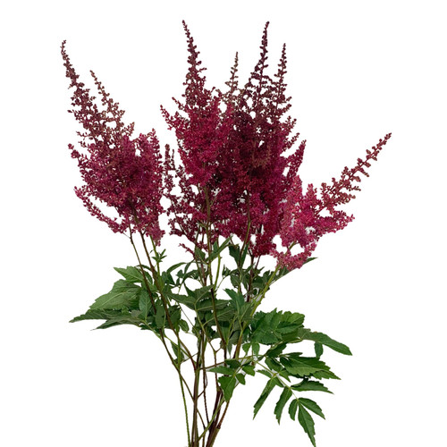 c829e047-1c27-4bf2-9738-6e203ec0b8c6.jpg Astilbe Red sole - - Image 1
