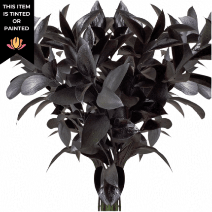 Israeli Ruscus Black holl