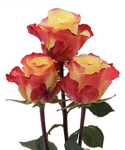 Rose Hot Merengue 50cm ecuanro