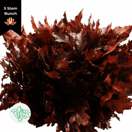 Dried Oak Red Dyed holl