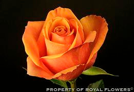 AMBER (orange) 50 rfi