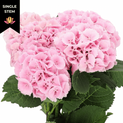 Hydrangea Verena LtPk chile(st