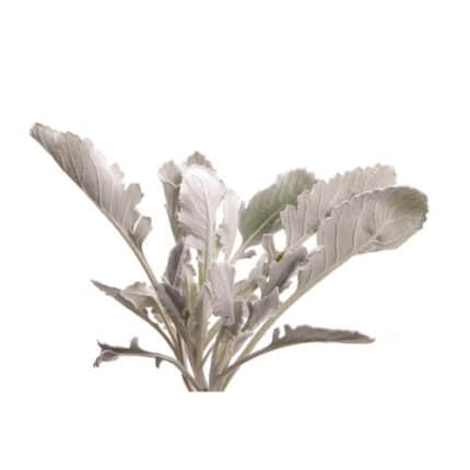 Dusty Miller fresca -