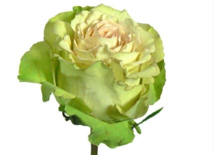 Rose GreenBeauty 50cm rfi