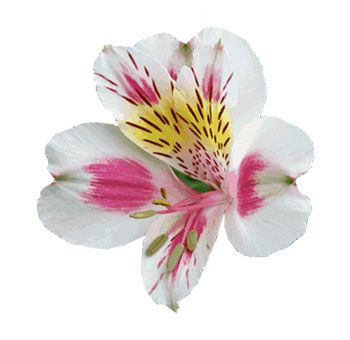 Alstro Bicolor gdns sel