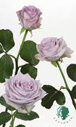Pacific blue 32" eufloria