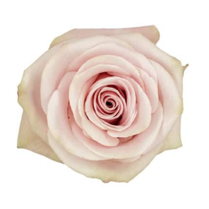 Rose Romina 60cm rprima