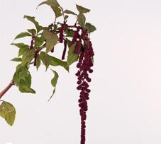 Amaranthus red hang holl