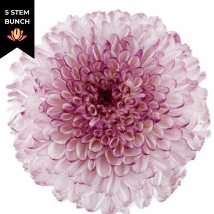 Mum Disbud Ball Shortcake sole