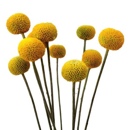 Craspedia Jumbo Yellow triolog
