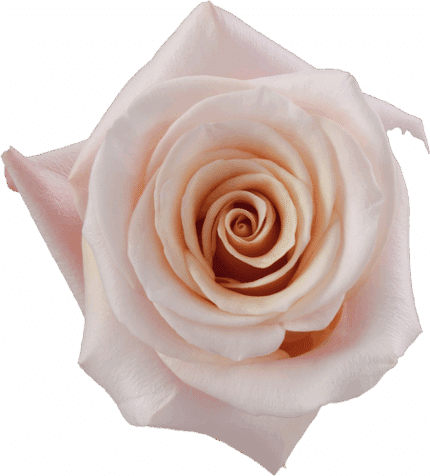 Rose MotherOfPearl 60cm florec