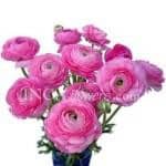 Ranunculus lt pink chile