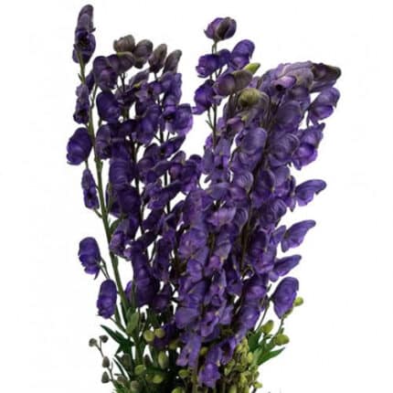 Monkshood 80cm holl