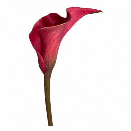 Calla Capt.Morgan holl