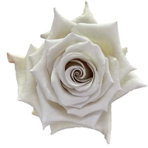 c8d9a4c2-e7dc-4013-af26-3e08c532d3cc.jpg Rose Silver Sandy 70cm floreca - Image 1