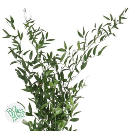 Italian Ruscus(40cs)70cm chile