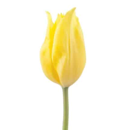 Tulip French Yellow Flame holl