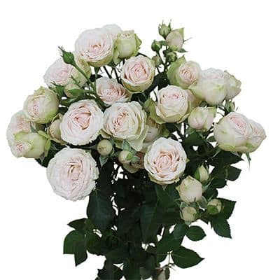 Rosespray Sweet Blossom Sunrit