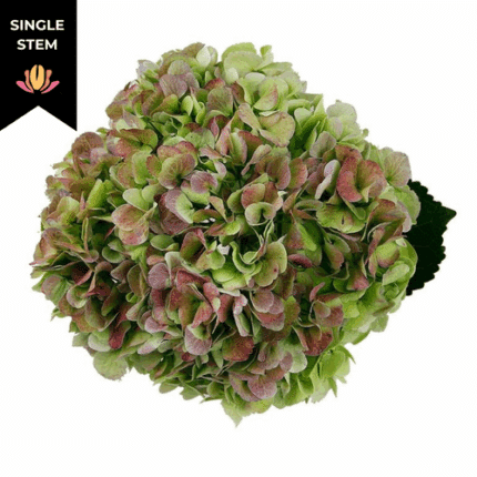 Hydrangea Ant Green hydraflora
