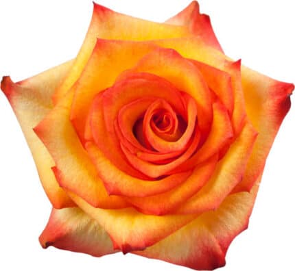 Rose High&Magic 40cm sunrite