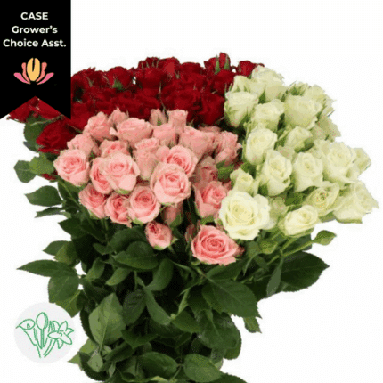 RoseSpray Christmas Asst (x 10 pack) holland