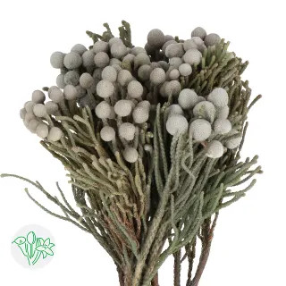 Brunia Silver40 cm holex