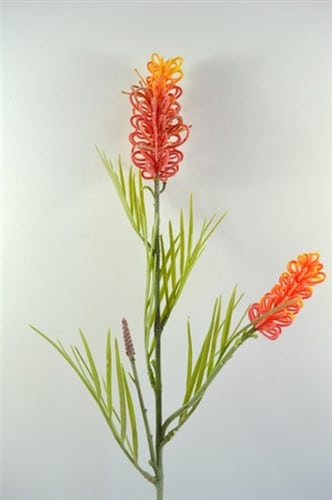 Grevellia Orange aviv