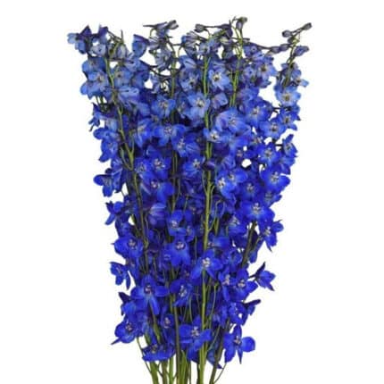 Delph Sea Waltz 70cm fresca
