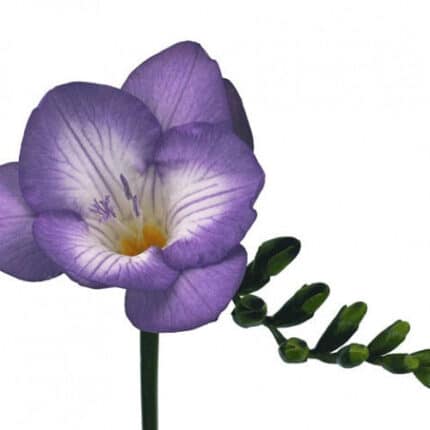Freesia Dbl Blue Bayou holl purp