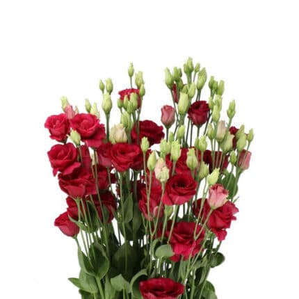 Lisianthus Dbl Antique Red hol