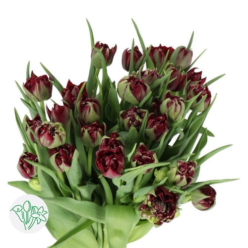 c93194be-1a40-41d7-bb19-abe5b9b18933.jpg Tulip Dbl Black Out holl - Image 1