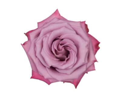 Rose MoodyBlues 70cm sunrite